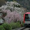 桜見物とマンホールネコ(箱根大平台）
