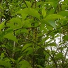 京都府立植物園を訪ねて～出会った植物たち　11