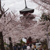 池上本門寺の五重塔と桜