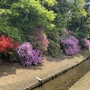 清水公園のツツジ・2026年4月20日。今年はちょうど見頃でした。