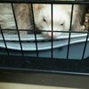 【看護者の倫理綱領③】第3条を覚えると、信頼される看護師になれる！ 