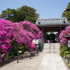 新緑の鎌倉　～妙本寺・安養院・安国論寺～