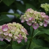 小ぬか雨降る庭に紫陽花