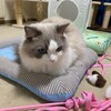 日常への復帰