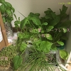 8月のふぁるん大農園