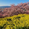 【西平畑公園】河津桜の名所＆富士山絶景の公園へ～まつだ桜まつり