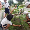 ひまわりの観察（３年　理科）