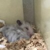 しろあん262日目