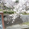 山崎川の桜