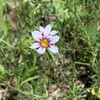５月に入りました