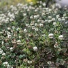 実家の庭の雑草対策　シロツメクサのグランドカバー