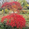 クライストチャーチでハグレー公園を散策。植物園やカンタベリー博物館も楽しめます。【2016年6月NewZealand旅行記その2】