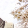 【簡単プロ並・無料】iPhoneで桜を綺麗に撮る方法