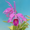 Cattleya maxima `Miyabi'   