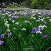 平安神宮の西神苑に咲く花菖蒲【動画あり】。