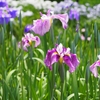 花菖蒲「卯辰山花菖蒲園」