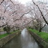玉川上水 見影橋の桜と見影橋公園（東京都立川市）