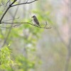 砲台山公園の野鳥を紹介（２０２０　０５１７）　その３。