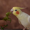 小春ちゃん(オカメインコ)おと写真館のお客様