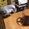 最近のほーちゃんは。