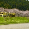 一人お花見散歩