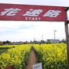 鼻高展望花の丘「菜の花祭り２０２６年」開催間近です・４月１３日開花状況