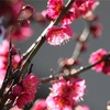 465.カンカンダンスに乗せて、原曲もめっちゃ良いです、梅の花