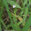 Lindernia procumbens　アゼナ