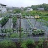 実家の畑で農作業でした