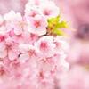 桜の香りはリラックス効果、ダイエット、二日酔い防止効果も