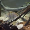 エンゼルフィッシュ Pterophyllum spp.