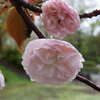 高崎城址公園の里桜たち　普賢象・ショウゲツ・福禄寿・子福桜・御衣黄・大島桜