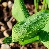 「五月雨（さみだれ）」・「五月晴（さつきばれ）」…。