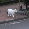 金曜日の朝の散歩で会った猫