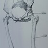 鳥取県人に骨粗鬆症が多い理由と対策①　~カルシウムだけでなく若返り物質が体内で生成出来る~