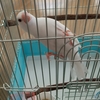 めいの文鳥キック