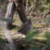 Turdus pallidus　シロハラ