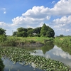 綾瀬川・原市沼川の合流点の風景（猫が寝ているように見える屋敷林とコウホネの群落）