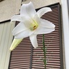 夏休み