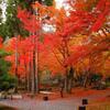 路地裏紅葉2014～「しょうざん庭園」