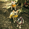 愛犬とのキャンプって選択肢がありますよ！