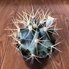 フェロカクタス 王冠竜