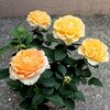 薔薇との出会い！＜初めて育てる方へ＞