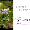 スマホで撮った花の「名前」を簡単に調べる方法（Android）