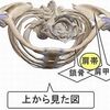 犬猫には、鎖骨がなかった！　鎖骨が、単純な移動にしか使えない前脚を、複雑な器用な動作を可能とする腕に変えた立役者です