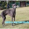 徒競走DAY 「ティノ、パピー4位」