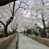 東京桜便り━青山霊園━