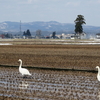 鳥が農作業?