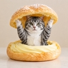 シュークリームから出てくる猫