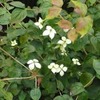 山ぼうしに花が！と・・・